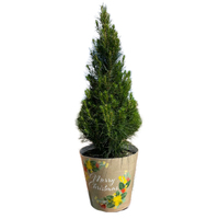 Medium Potted Monterey Pine  Approx. 100cm