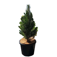 L Potted Xmas Tree - Monterey Pine 90cm Tall