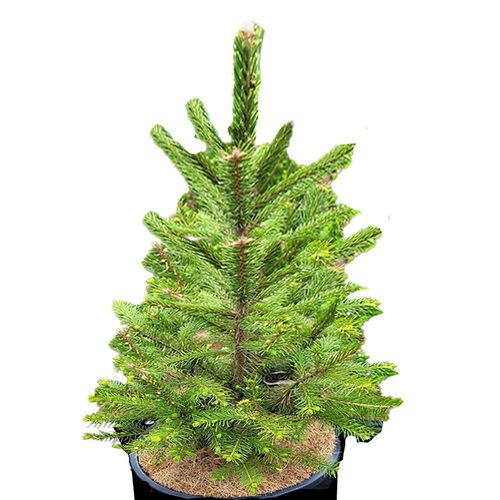 Norway Spruce Small 60cm tall