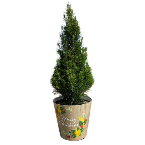 Medium Potted Monterey Pine  Approx. 100cm